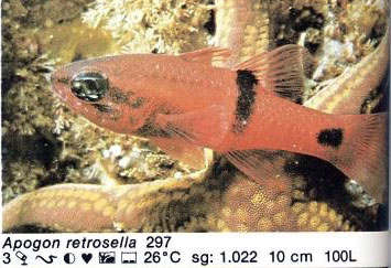 Apogon retrosella